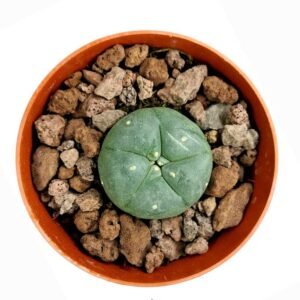Lophophora