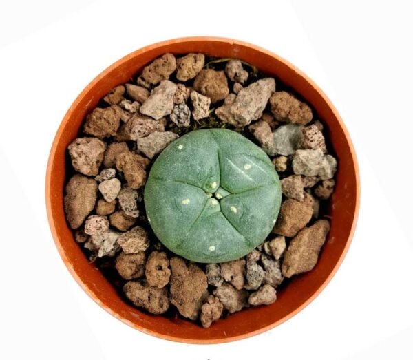 Lophophora
