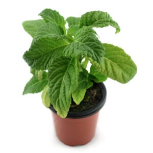 Salvia divinorum (Hierba de los dioses)