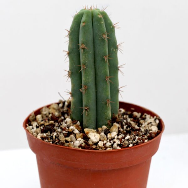 Trichocereus pachanoi (Cactus de San Pedro)