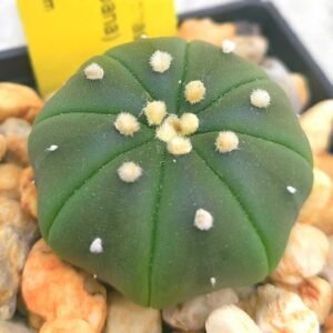 Astrophytum