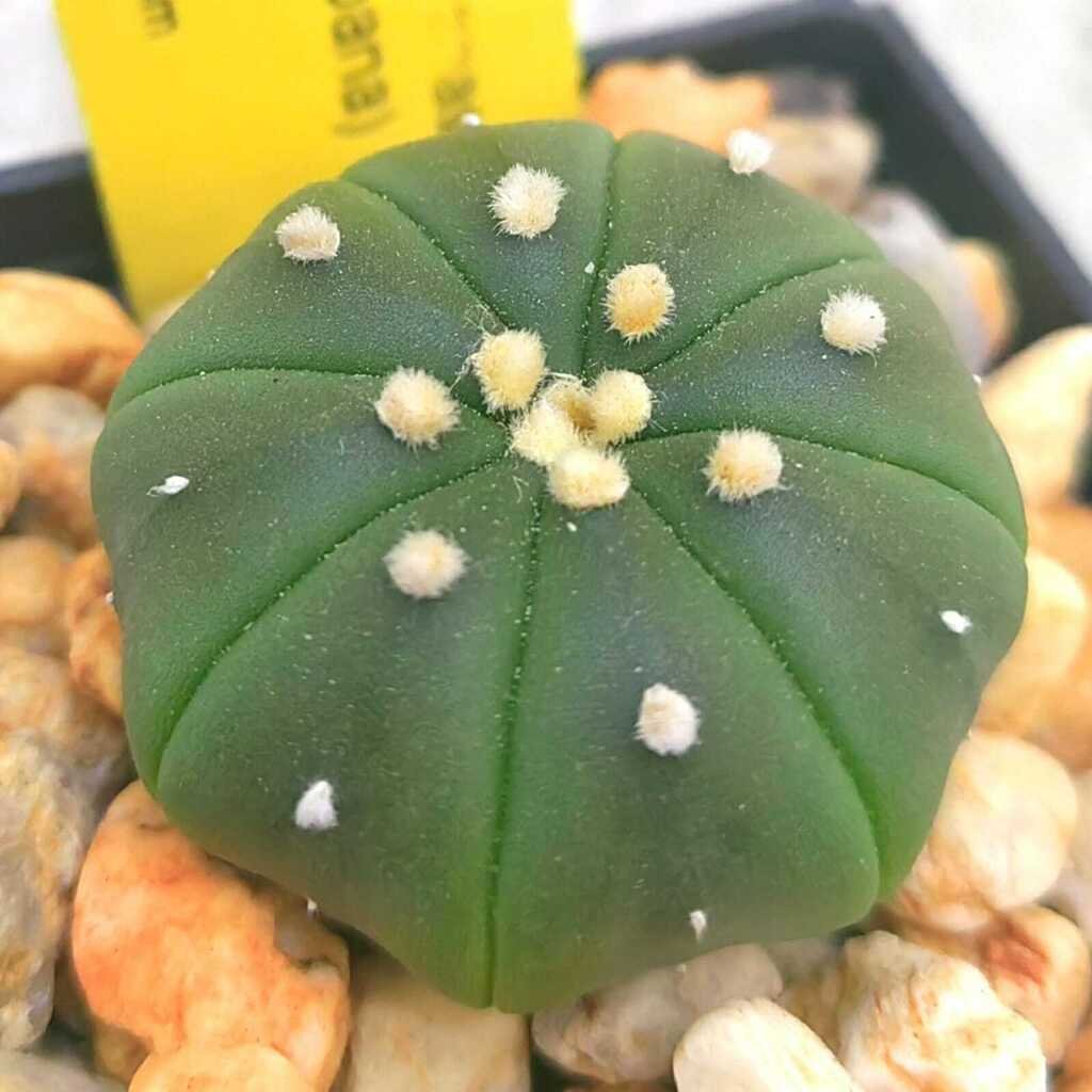 Astrophytum